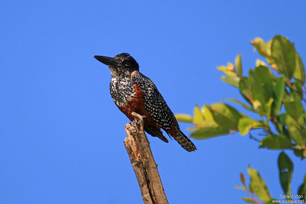 Giant Kingfisher female adult