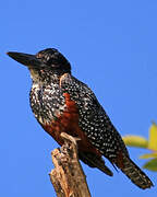 Giant Kingfisher