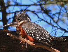 Giant Kingfisher