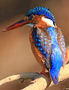 Malachite Kingfisher