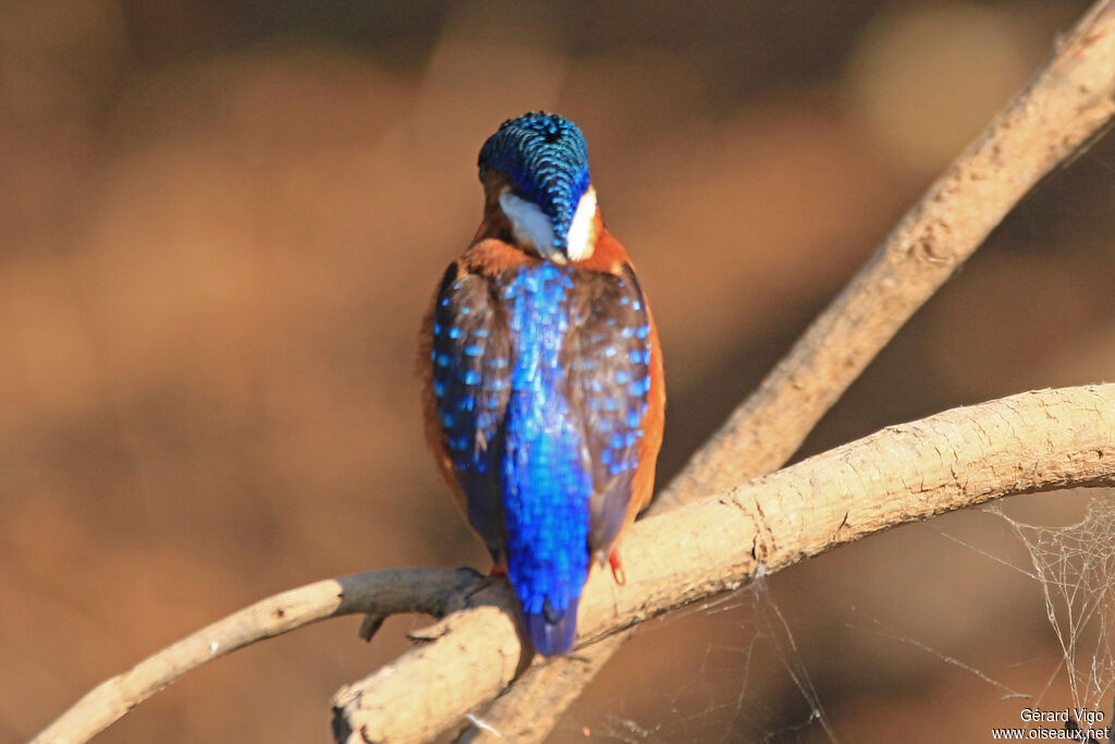 Malachite Kingfisheradult