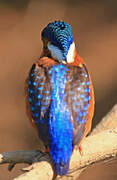 Malachite Kingfisher