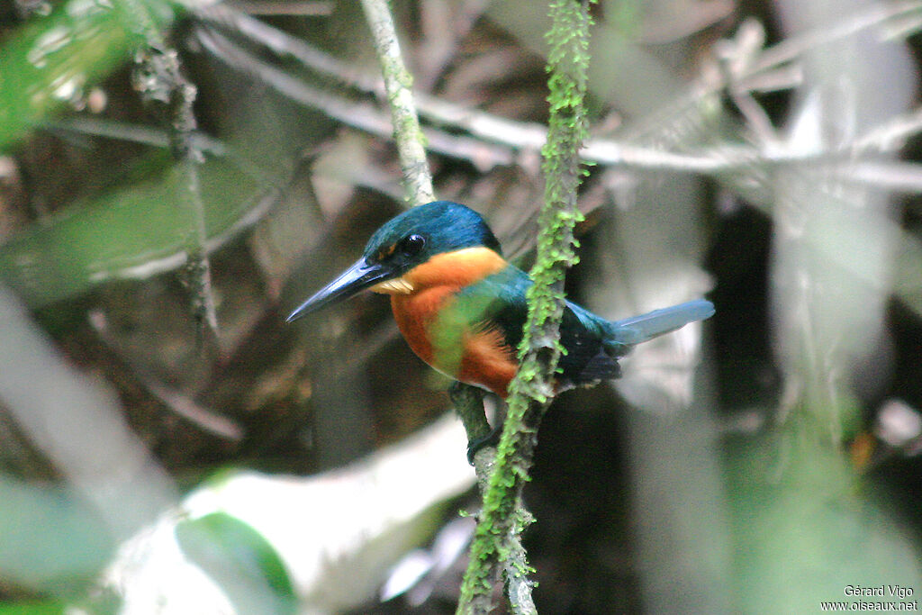 American Pygmy Kingfisher male adult