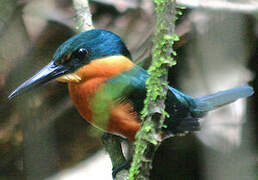 American Pygmy Kingfisher