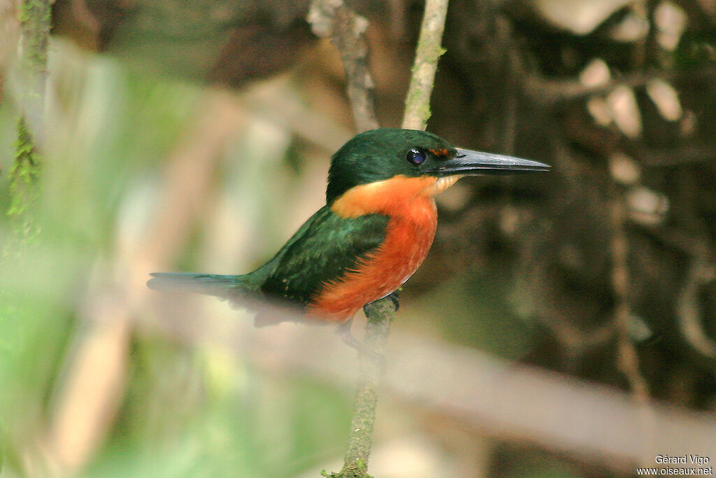 American Pygmy Kingfisher male adult