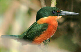 American Pygmy Kingfisher