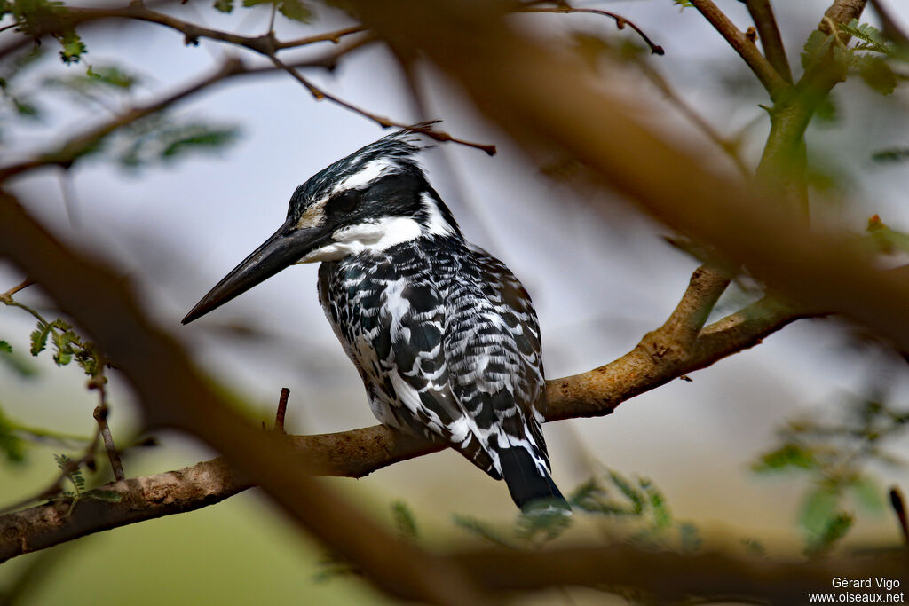 Pied Kingfisheradult