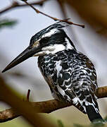 Pied Kingfisher