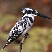 Pied Kingfisher