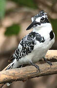 Pied Kingfisher