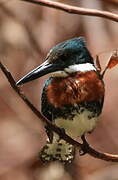 Green Kingfisher