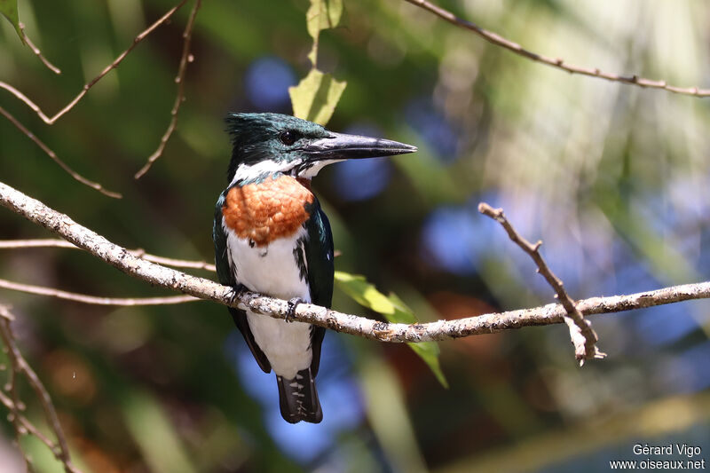 Green Kingfisher male adult