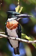 Green Kingfisher