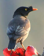 Jungle Myna