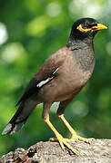 Common Myna