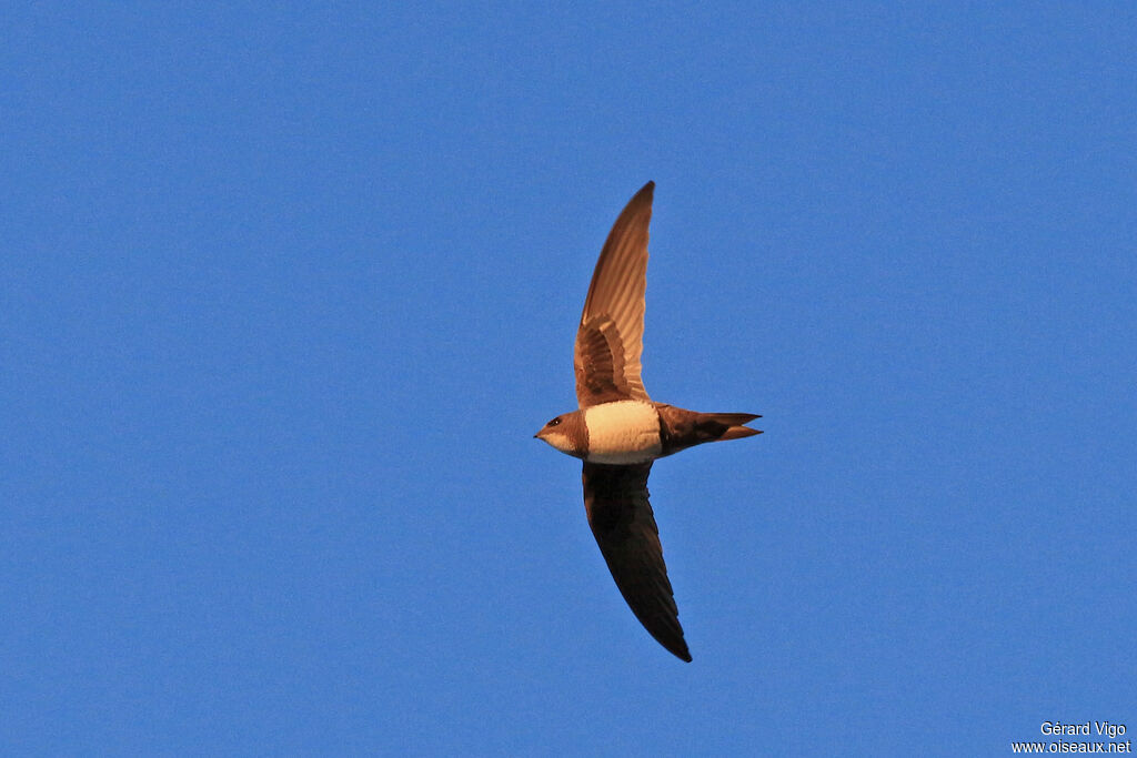 Alpine Swiftadult, Flight