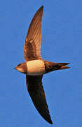 Alpine Swift