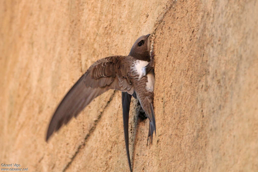 Alpine Swiftadult, Behaviour