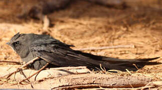 Common Swift