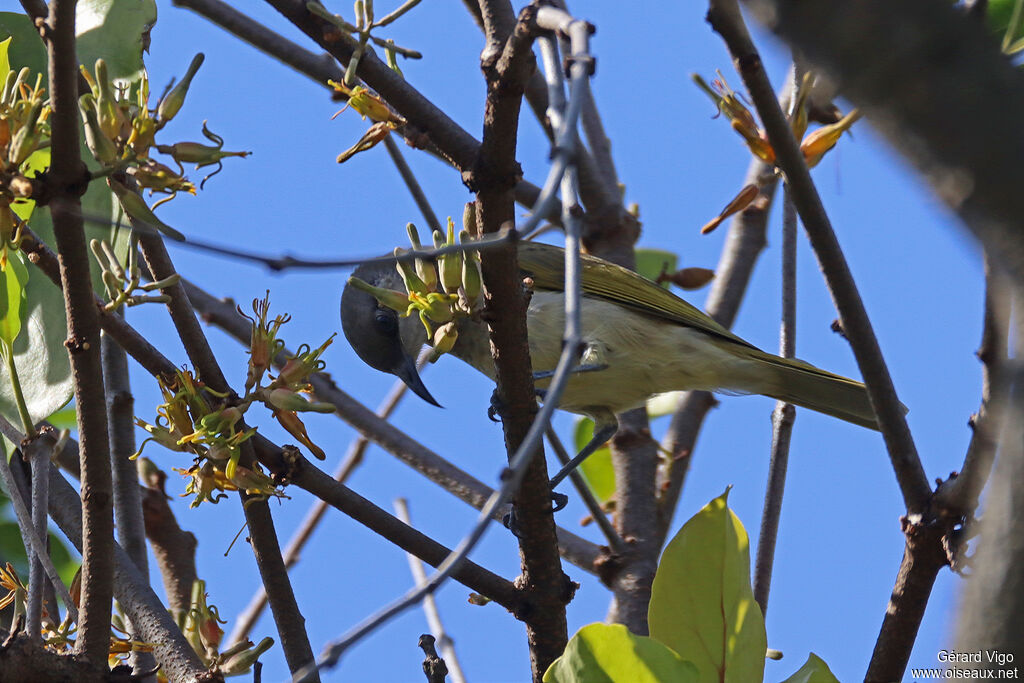 Brown Honeyeateradult