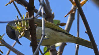 Brown Honeyeater