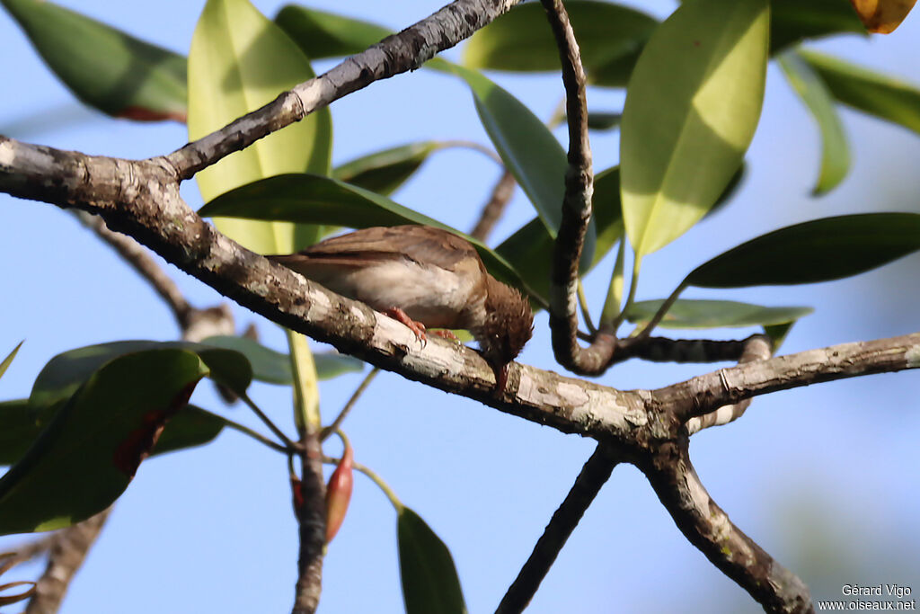 Brown-backed Honeyeateradult