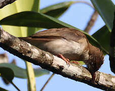 Brown-backed Honeyeater