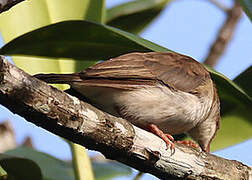 Brown-backed Honeyeater