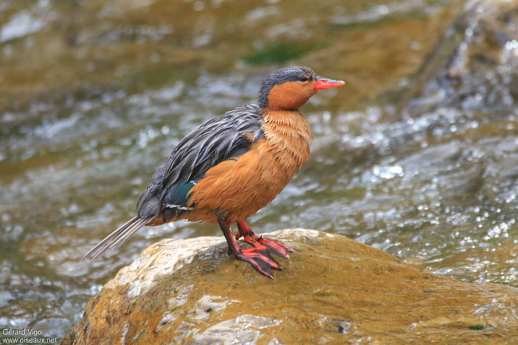 Merganette des torrents femelle adulte, identification