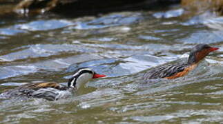 Torrent Duck