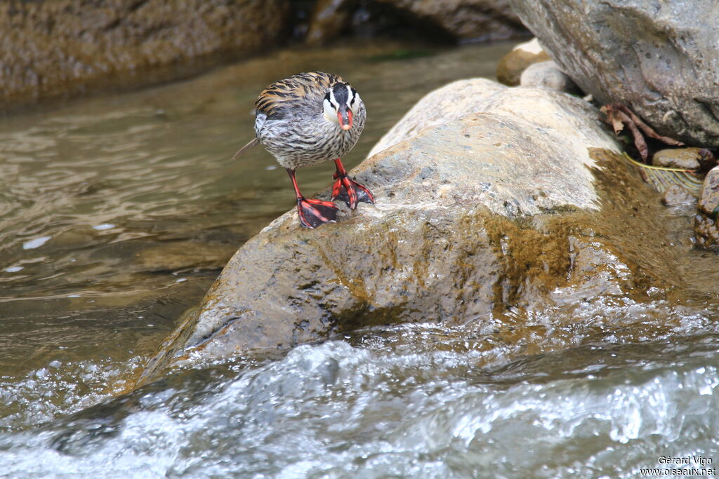 Torrent Duck male adult