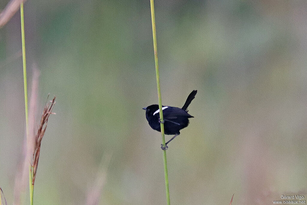 White-shouldered Fairywrenadult