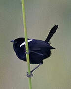 White-shouldered Fairywren