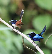 Emperor Fairywren