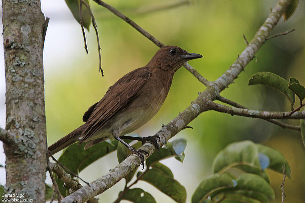 Black-billed Thrushimmature, habitat, pigmentation