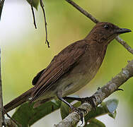 Black-billed Thrush