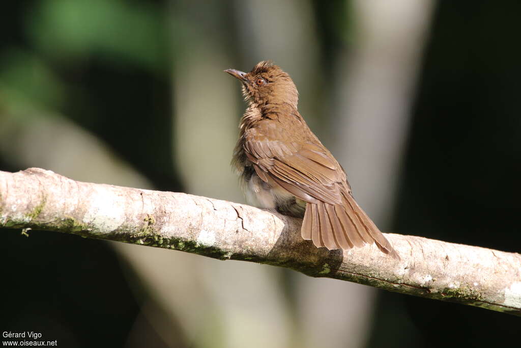 Black-billed Thrushadult, care, pigmentation, Behaviour