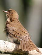 Black-billed Thrush