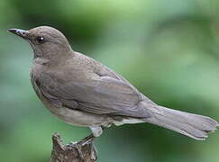 Black-billed Thrush