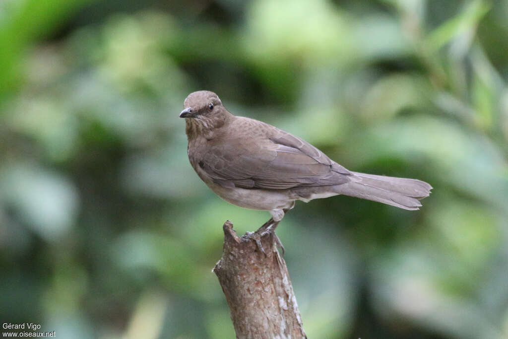 Merle à bec noiradulte, identification