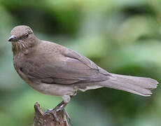 Black-billed Thrush