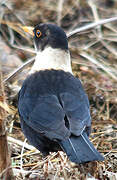 White-collared Blackbird