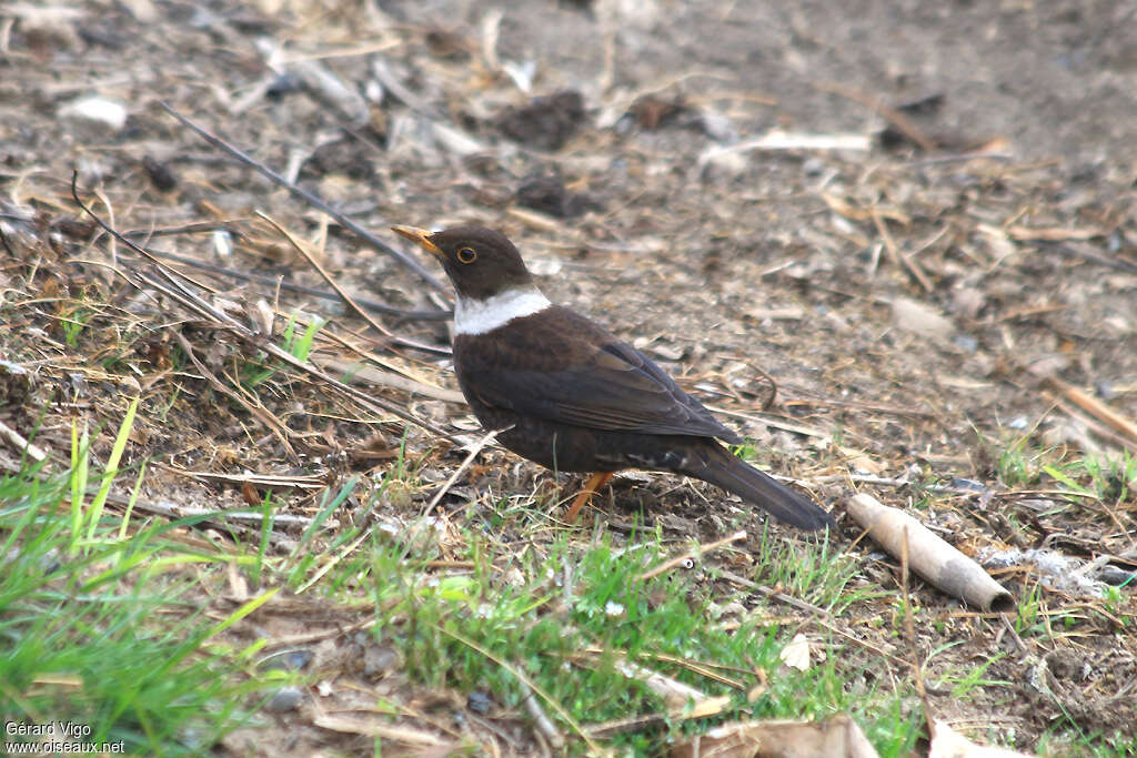 White-collared Blackbird female adult, identification