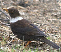 White-collared Blackbird