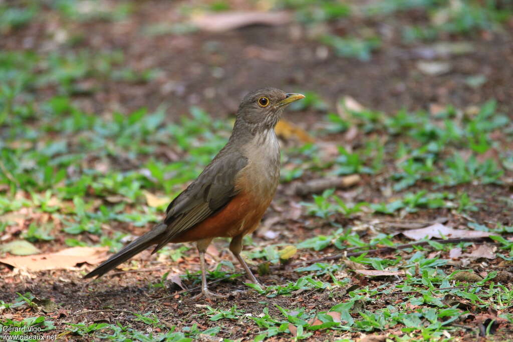 Merle à ventre rouxadulte, identification