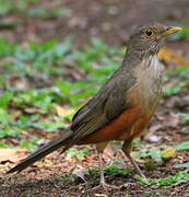 Rufous-bellied Thrush