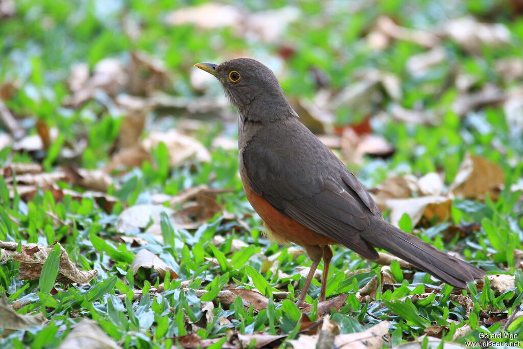 Rufous-bellied Thrushadult