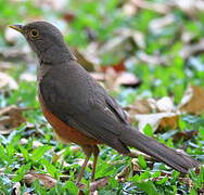 Rufous-bellied Thrush