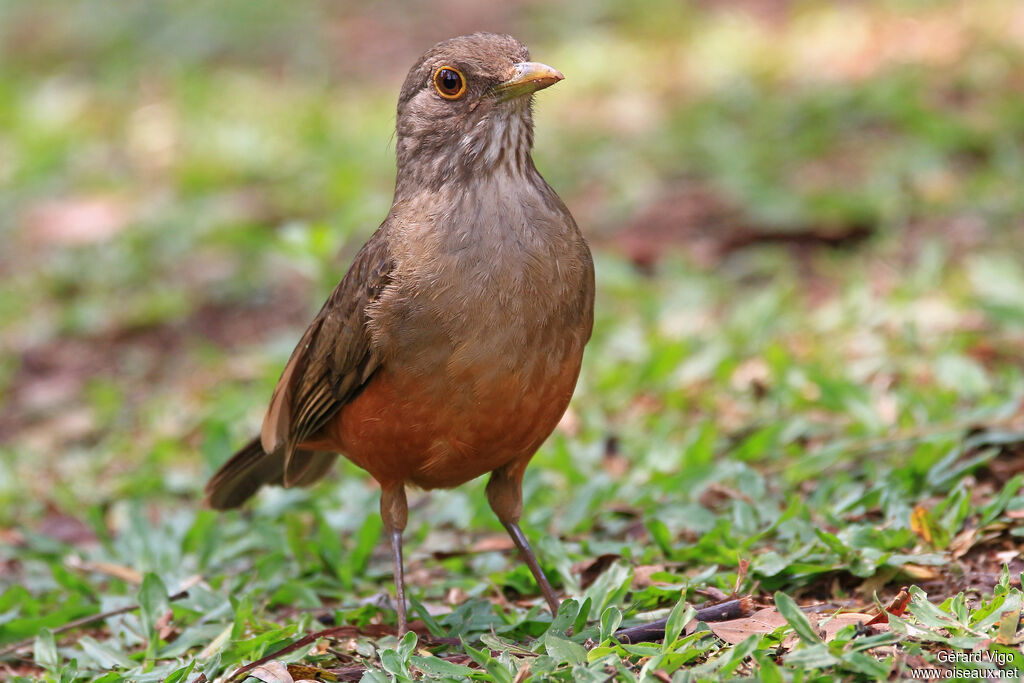 Rufous-bellied Thrushadult