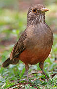 Rufous-bellied Thrush